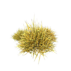 Front view of Plant (group of dry grass Thatch 1) Tree png 