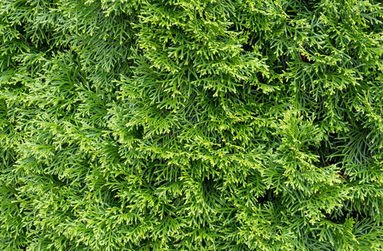 Cupressaceae 이미지 찾아보기 10,651 스톡 사진, 벡터 및 비디오 Adobe Stock