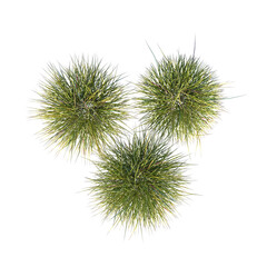 Top view of Plant (Grass Group 2) Tree png