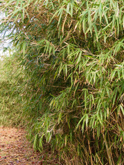 笹（ササ）の群生