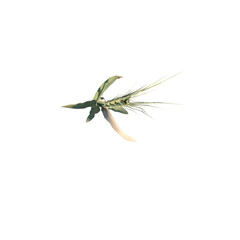 Top view of Plant (Wheat Herb 1) Tree png