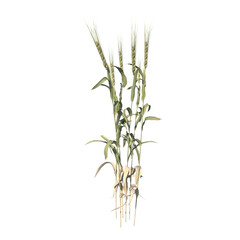 Front view of Plant (Wheat Herbs 2) Tree png