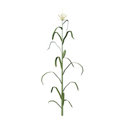 Front view of Plant (Corn 1) Tree png