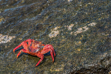 Grapsus grapsus (red crab) on the beach