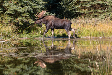 Obraz na płótnie Canvas Bull Moose Reflected in a Pond in Wyoming in Autumn