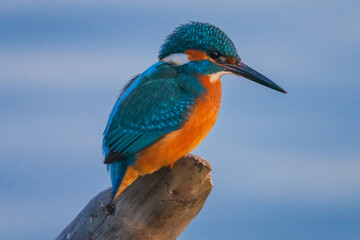 The common kingfisher (Alcedo atthis), also known as the Eurasian kingfisher and river kingfisher,...