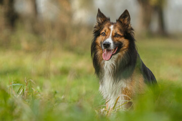 Autumnal portrait of a sable border collie dog on a meadow between old trees outdoors