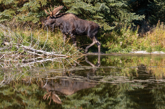 Bull Moose Reflected in a Pond in Wyoming in Autumn