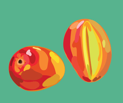 edward mango  vector illustration
