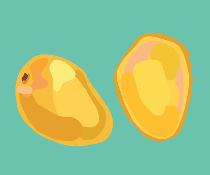 mango criollo peruvian fruit vector illustration