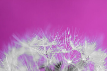 Blue and purple dandelion isolated on black. Colorful dandelion on black background. Blue and violet abstract background. Blue and lilac abstract backdrop. Dandelion texture. Abstract patterns.