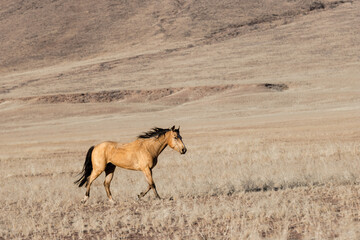 a beautiful horse running through the plains