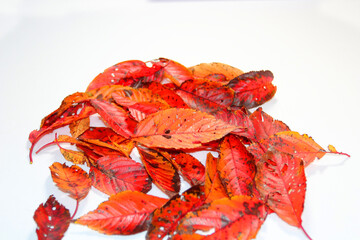 落ち葉　紅葉　秋イメージデザイン素材