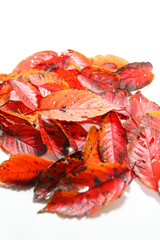 落ち葉　紅葉　秋イメージデザイン素材