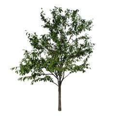 Front view of Plant (Small Oak 1) Tree png