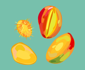 different peruvian mangoes illustration 