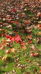 Fototapeta premium Autumn fall leaves leaf maple canada season colorful creative pattern vancouver