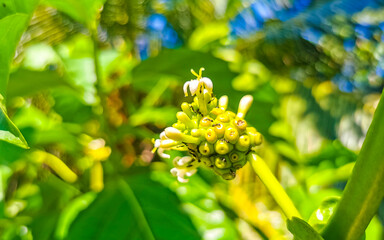 Noni fruit Morinda citrifolia with flowers popular with ants Mexico.