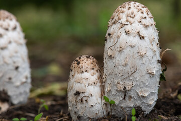Shaggy ink cap (coprinus comatus) mushrooms