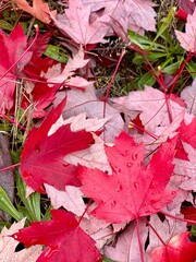 Autumn fall leaves leaf maple canada season colorful creative pattern vancouver