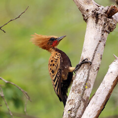 Ocher-backed Woodpecker (Celeus ochraceus), isolated, perched on a branch