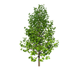 Obraz premium Front view of Tree ( Ginko Biloba - 1 ) Plant png