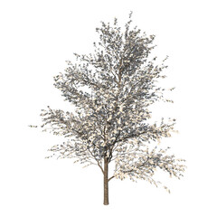 Front view of Tree ( White Flowering Dogwood - 1 ) Plant png