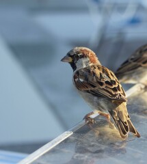 close-up of a sparrow on a table on a blue background