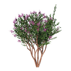 Front view of Plant ( Crape Myrtle - 1 ) Tree png