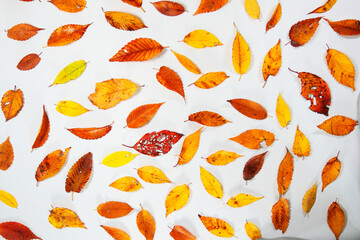 落ち葉　紅葉　秋イメージデザイン素材