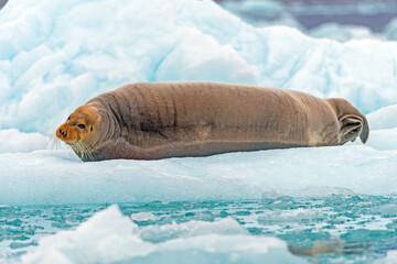 Bearded Seal in Repose on an Iceberg © wildnerdpix