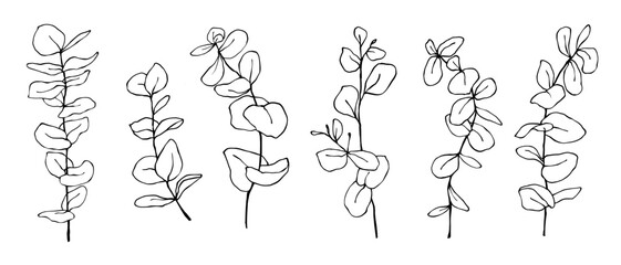 Linear sketch set of ecaliptus tree branches.Vector graphics.