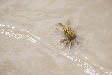 crab on the sand , under the water , in the lake   