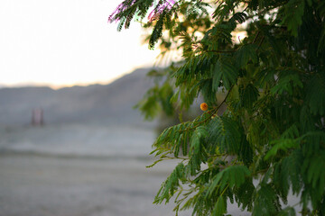 bello contraste de colores en el desierto