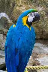 Giant blue macaw parrot in the park