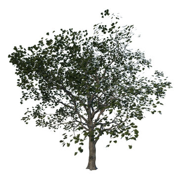 Front view of Plant (Oak Swamp White 1) Tree png