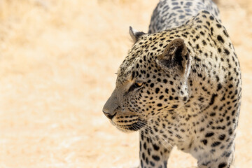 leopard (panthera pardus) walking through the african bush