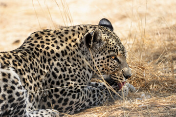 leopard (panthera pardus) lying in the african bush