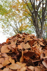 落ち葉の山　紅葉の秋イメージ公園風景