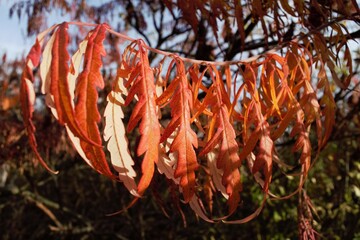 red and yellow leaves