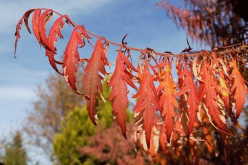 red autumn leaves