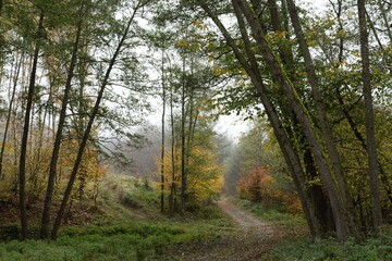 morning in the forest