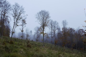 morning in the forest