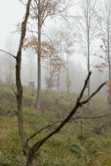 trees in the fog