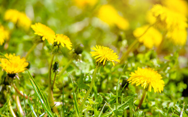 Yellow dandelions blooming on grass background