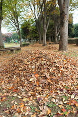 落ち葉の山　紅葉の秋イメージ公園風景