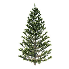 Front view of Plant (Fir Tree Prune Conifers- 1) Tree png