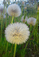dandelions in the grass - 550960962