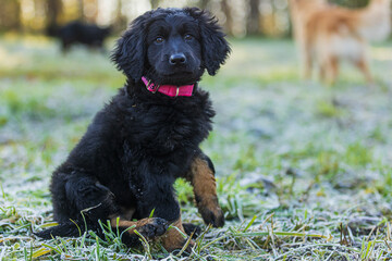 puppy black and gold Hovie dog hovawart beautiful portrait