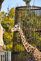 のんびりしている動物園の可愛いキリン
